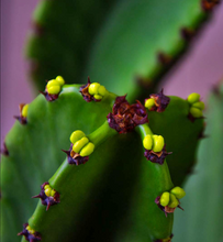 Cargar imagen en el visor de la galería, Euphorbia candelabrum - Cactus Candelabro Mexicano