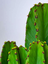 Cargar imagen en el visor de la galería, Euphorbia candelabrum - Cactus Candelabro Mexicano