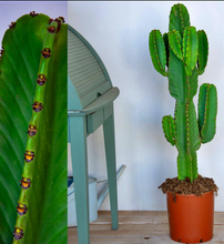 Cargar imagen en el visor de la galería, Euphorbia candelabrum - Cactus Candelabro Mexicano