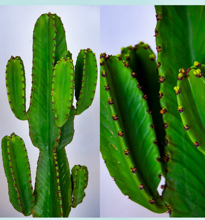 Euphorbia candelabrum - Cactus Candelabro Mexicano
