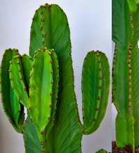 Cargar imagen en el visor de la galería, Euphorbia candelabrum - Cactus Candelabro Mexicano
